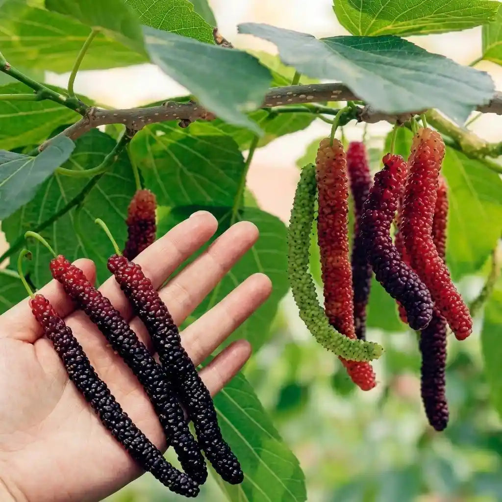 Mulberry (Pakistan) layered live fruit plant with long mulberry variety in nursery pot with healthy green foliage | Exotic tropical fruit plant | Keraleaf