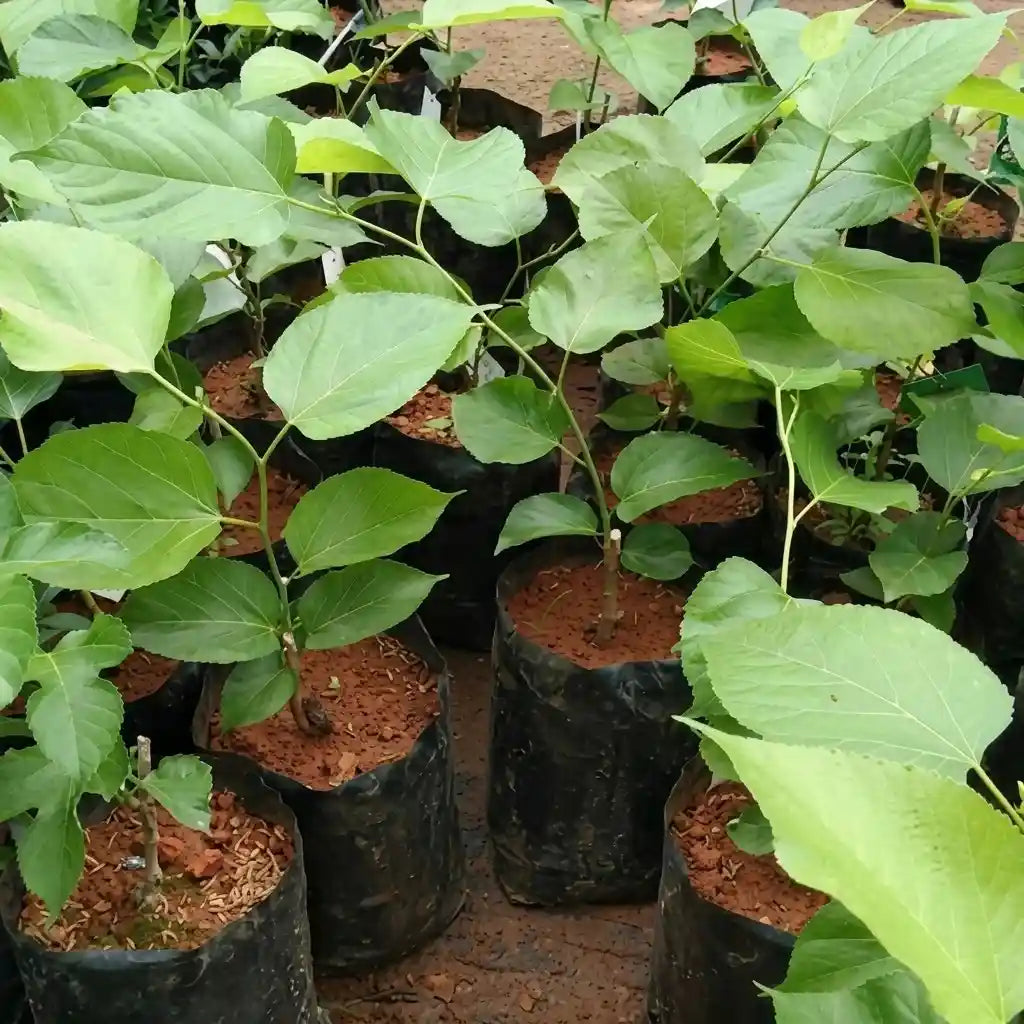 Mulberry (Pakistan) layered live fruit plant with long mulberry variety in nursery pot with healthy green foliage | Exotic tropical fruit plant | Keraleaf