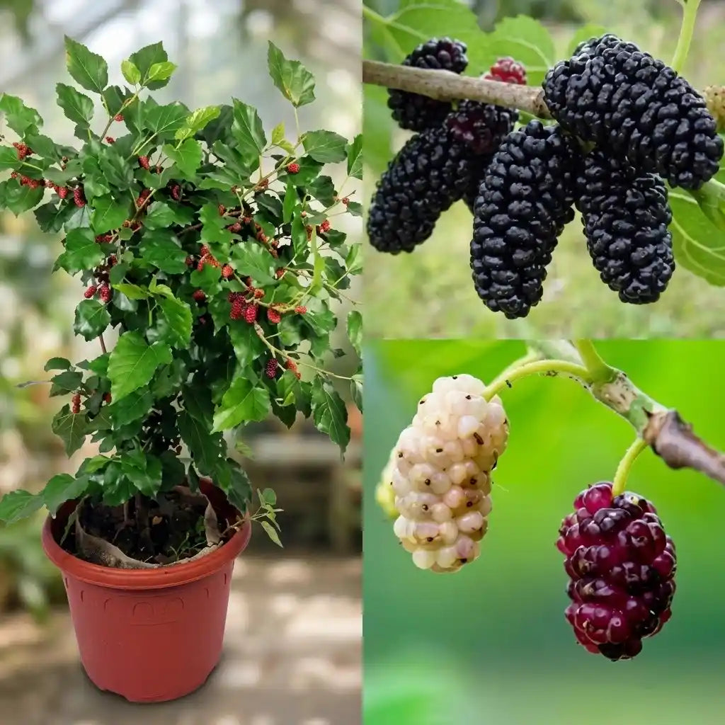 Mulberry layered live fruit plant in nursery pot with healthy green foliage | Exotic tropical fruit plant | Keraleaf