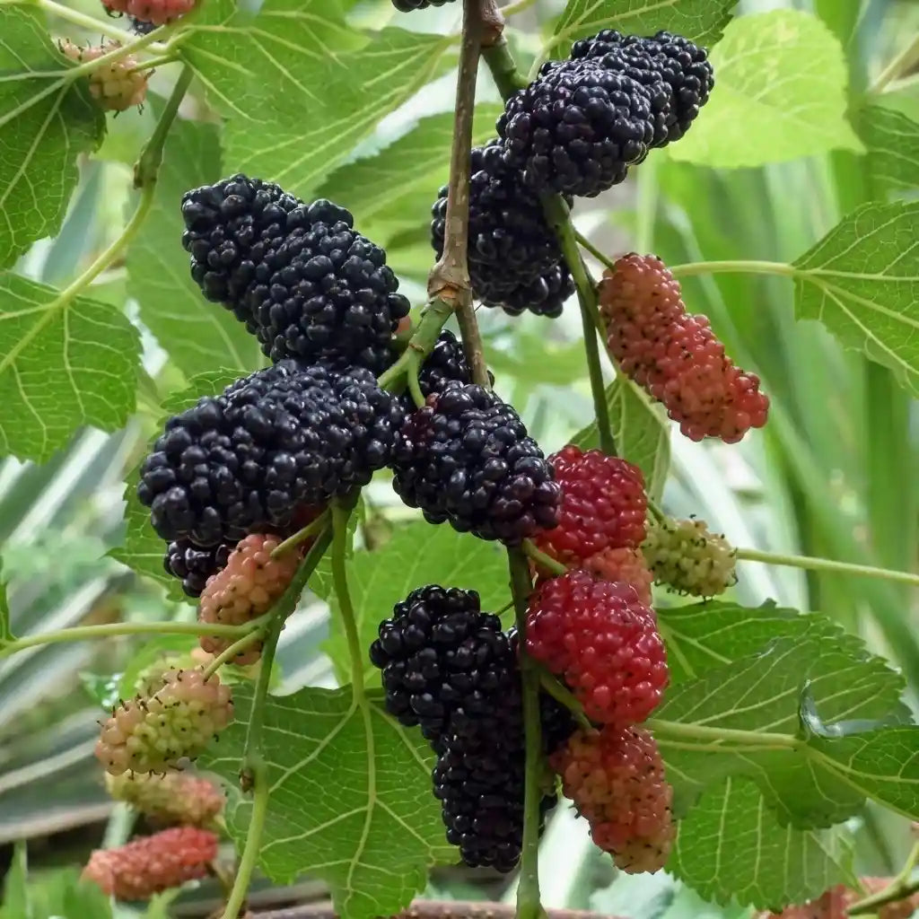 Mulberry layered live fruit plant in nursery pot with healthy green foliage | Exotic tropical fruit plant | Keraleaf