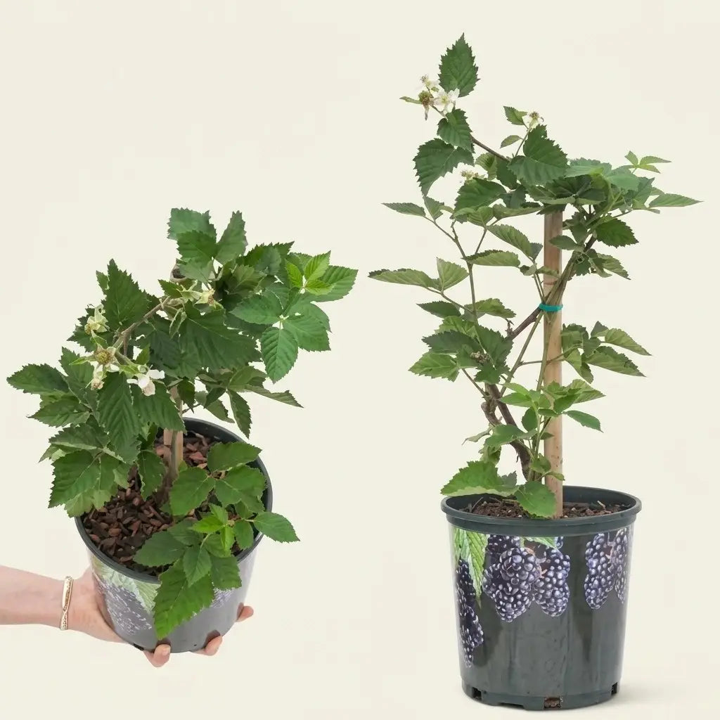 Black Berry layered live fruit plant in nursery pot with healthy green foliage | Exotic tropical fruit plant | Keraleaf