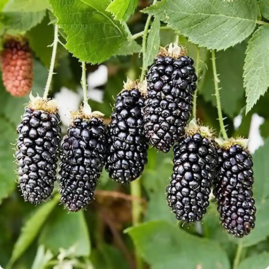 Black Berry layered live fruit plant in nursery pot with healthy green foliage | Exotic tropical fruit plant | Keraleaf