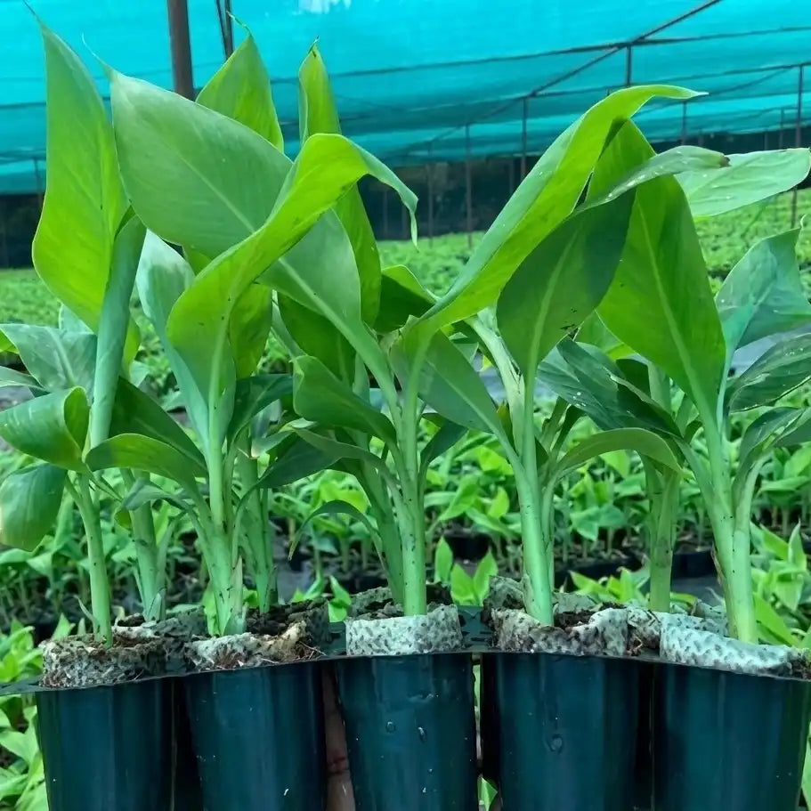 Banana (Swarnamukhi) tissue culture live plant in nursery pot with healthy green foliage | Swarnamukhi Nendran banana plant | Keraleaf
