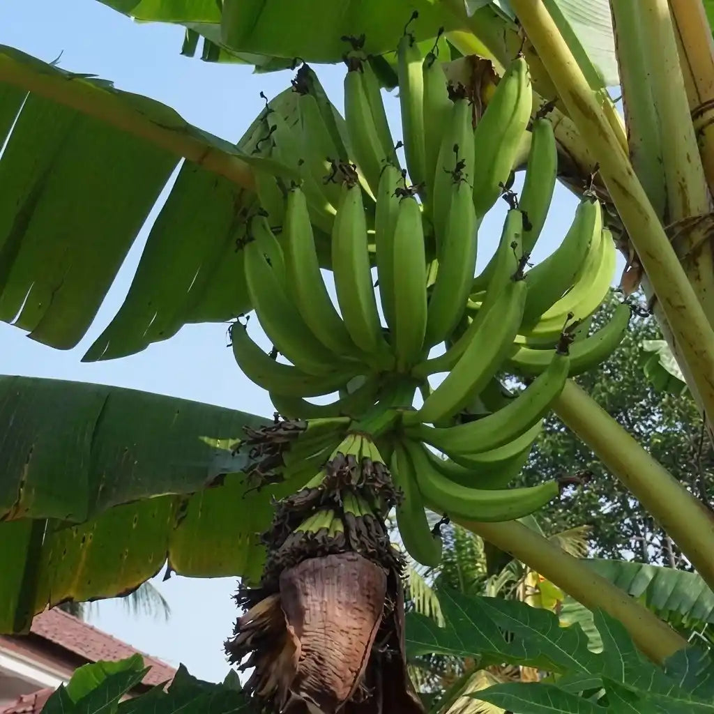 Banana (Swarnamukhi) tissue culture live plant in nursery pot with healthy green foliage | Swarnamukhi Nendran banana plant | Keraleaf
