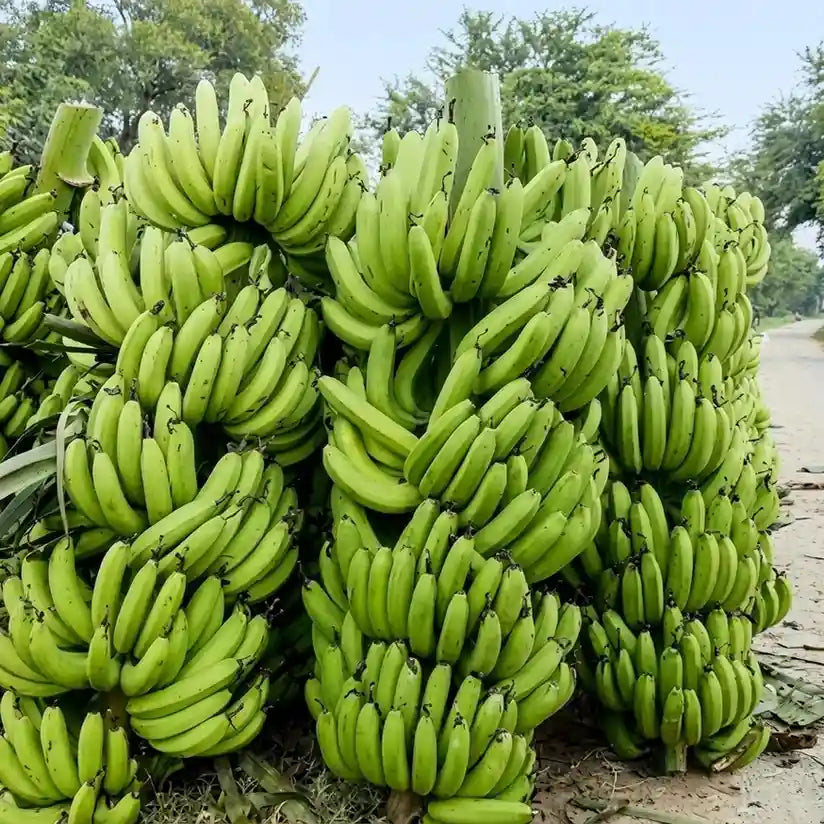 Banana (Robusta) tissue culture live plant in nursery pot with healthy green foliage | Cavendish banana plant | Keraleaf