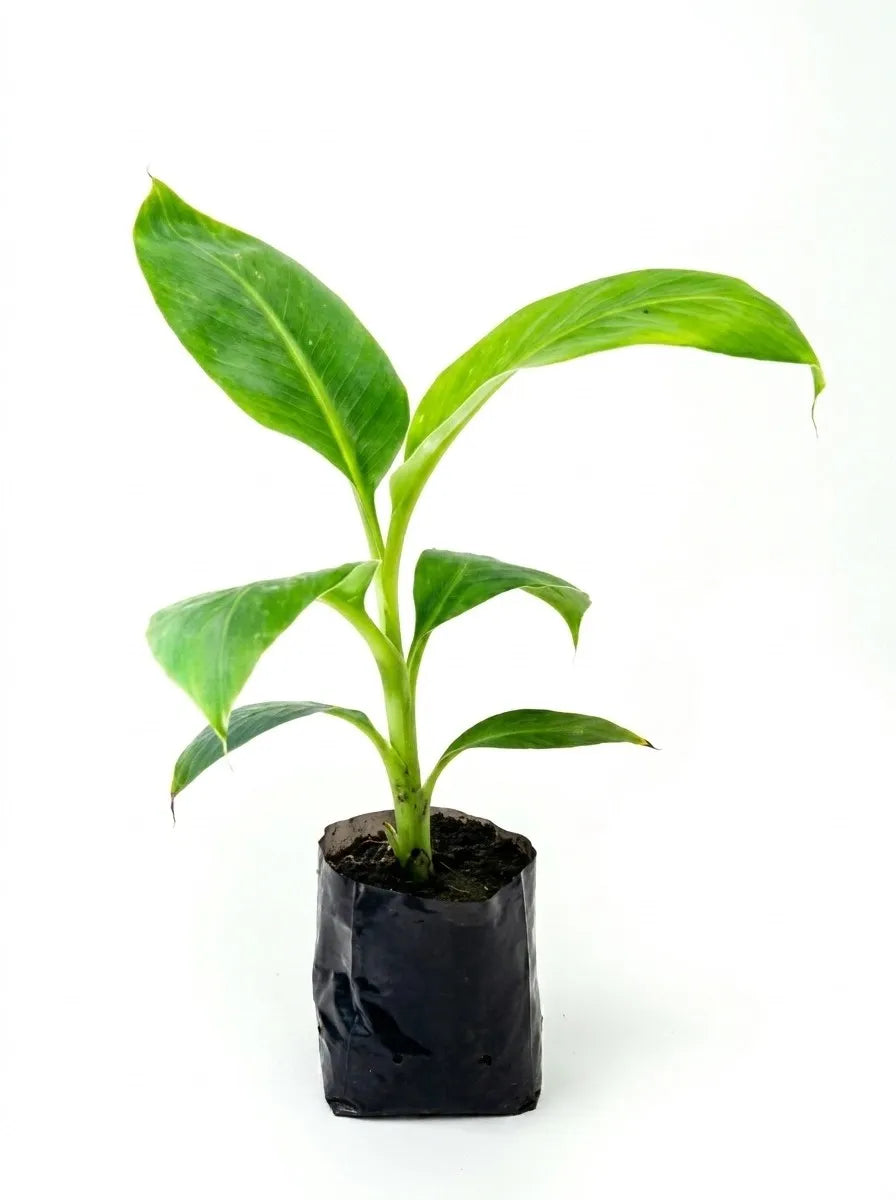 Banana (Robusta) tissue culture live plant in nursery pot with healthy green foliage | Cavendish banana plant | Keraleaf