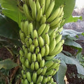 Banana (Robusta) tissue culture live plant in nursery pot with healthy green foliage | Cavendish banana plant | Keraleaf