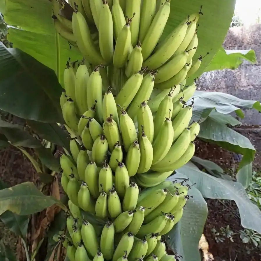 Banana (Robusta) tissue culture live plant in nursery pot with healthy green foliage | Cavendish banana plant | Keraleaf