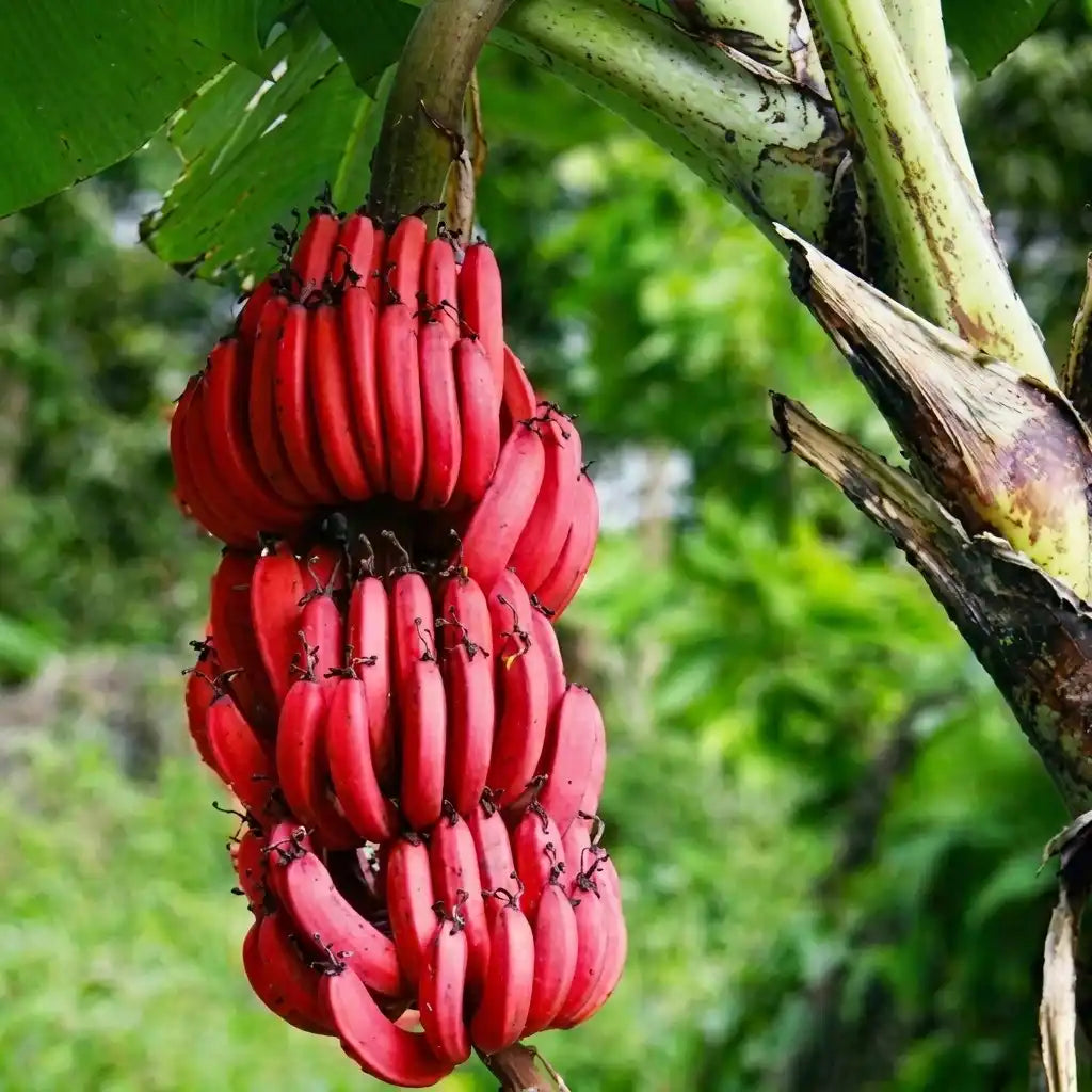 Banana (Red Banana) tissue culture live plant in nursery pot with healthy green foliage | Chenkadali banana plant | Keraleaf