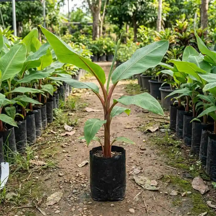 Banana (Red Banana) tissue culture live plant in nursery pot with healthy green foliage | Chenkadali banana plant | Keraleaf