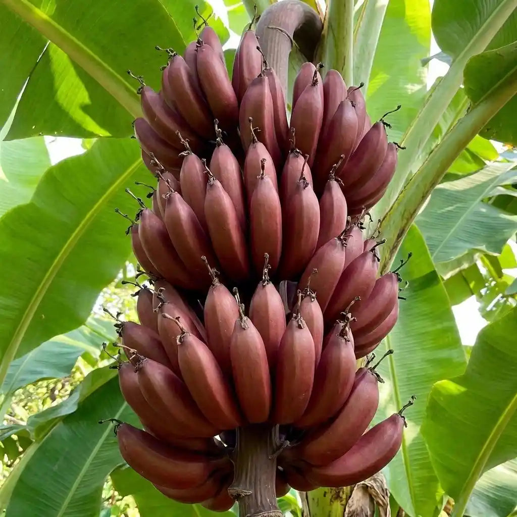 Banana (Red Banana) tissue culture live plant in nursery pot with healthy green foliage | Chenkadali banana plant | Keraleaf