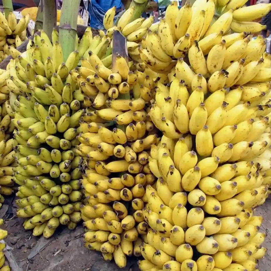 Banana (Njaalipoovan) tissue culture live plant in nursery pot with healthy green foliage | Finger banana plant | Keraleaf