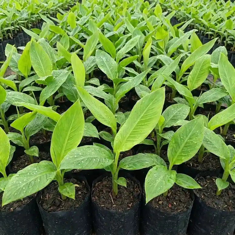 Banana (Njaalipoovan) tissue culture live plant in nursery pot with healthy green foliage | Finger banana plant | Keraleaf