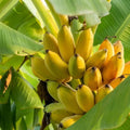 Banana (Njaalipoovan) tissue culture live plant in nursery pot with healthy green foliage | Finger banana plant | Keraleaf