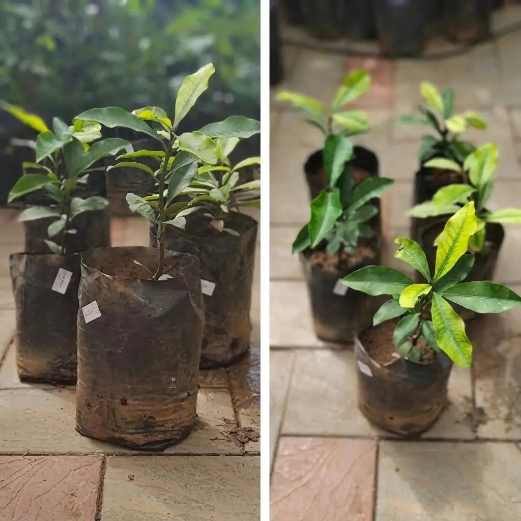 Baraba / Cherry Mangosteen seedling live fruit plant in nursery pot with healthy green foliage | Exotic tropical fruit plant | Keraleaf