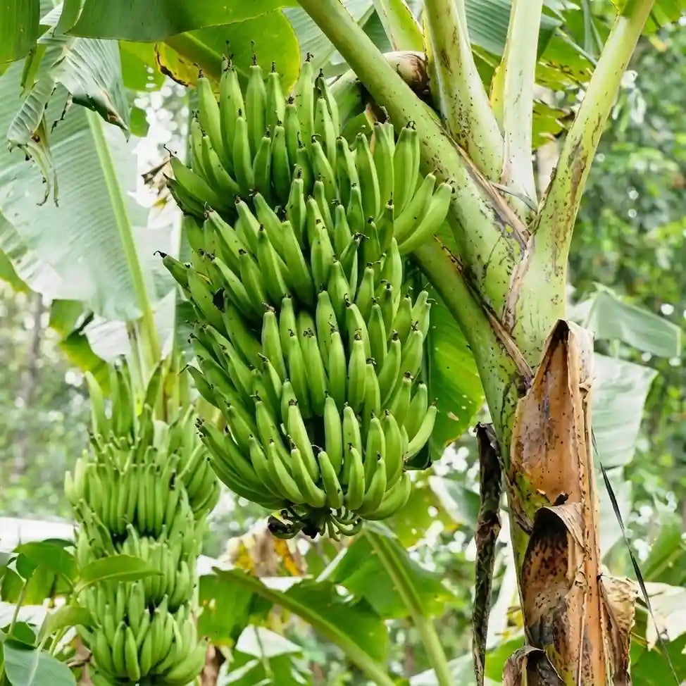 Banana (Nendran) tissue culture live plant in nursery pot with healthy green foliage | Changalikodan banana plant | Keraleaf