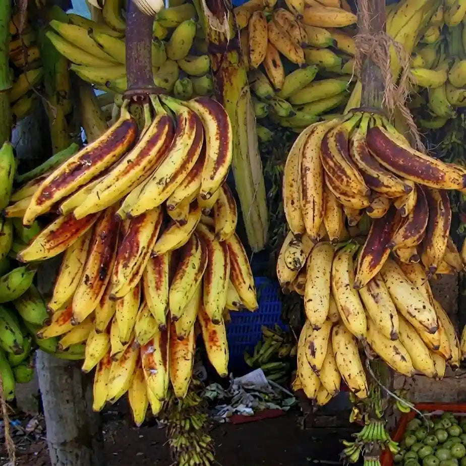 Banana (Nendran) tissue culture live plant in nursery pot with healthy green foliage | Changalikodan banana plant | Keraleaf
