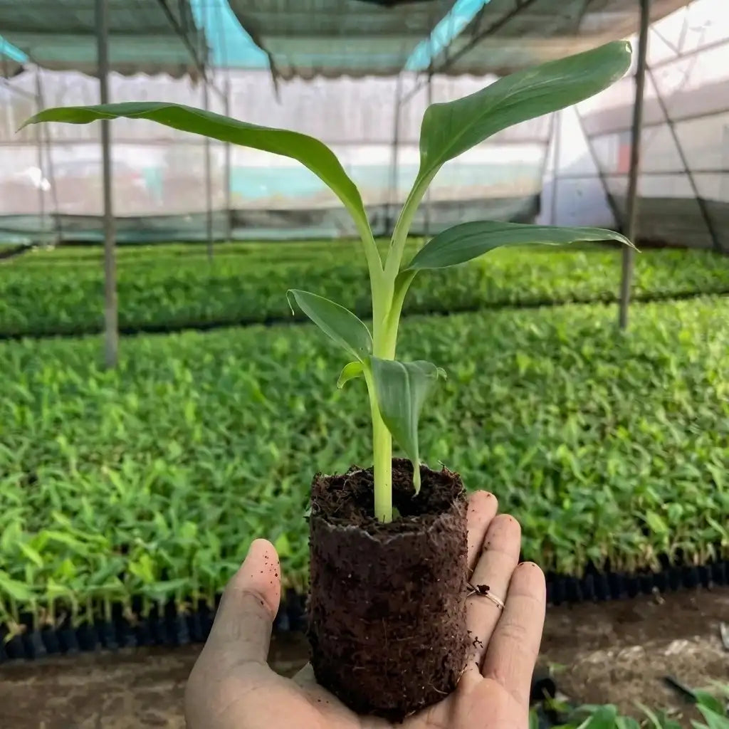 Banana (Nendran) tissue culture live plant in nursery pot with healthy green foliage | Changalikodan banana plant | Keraleaf