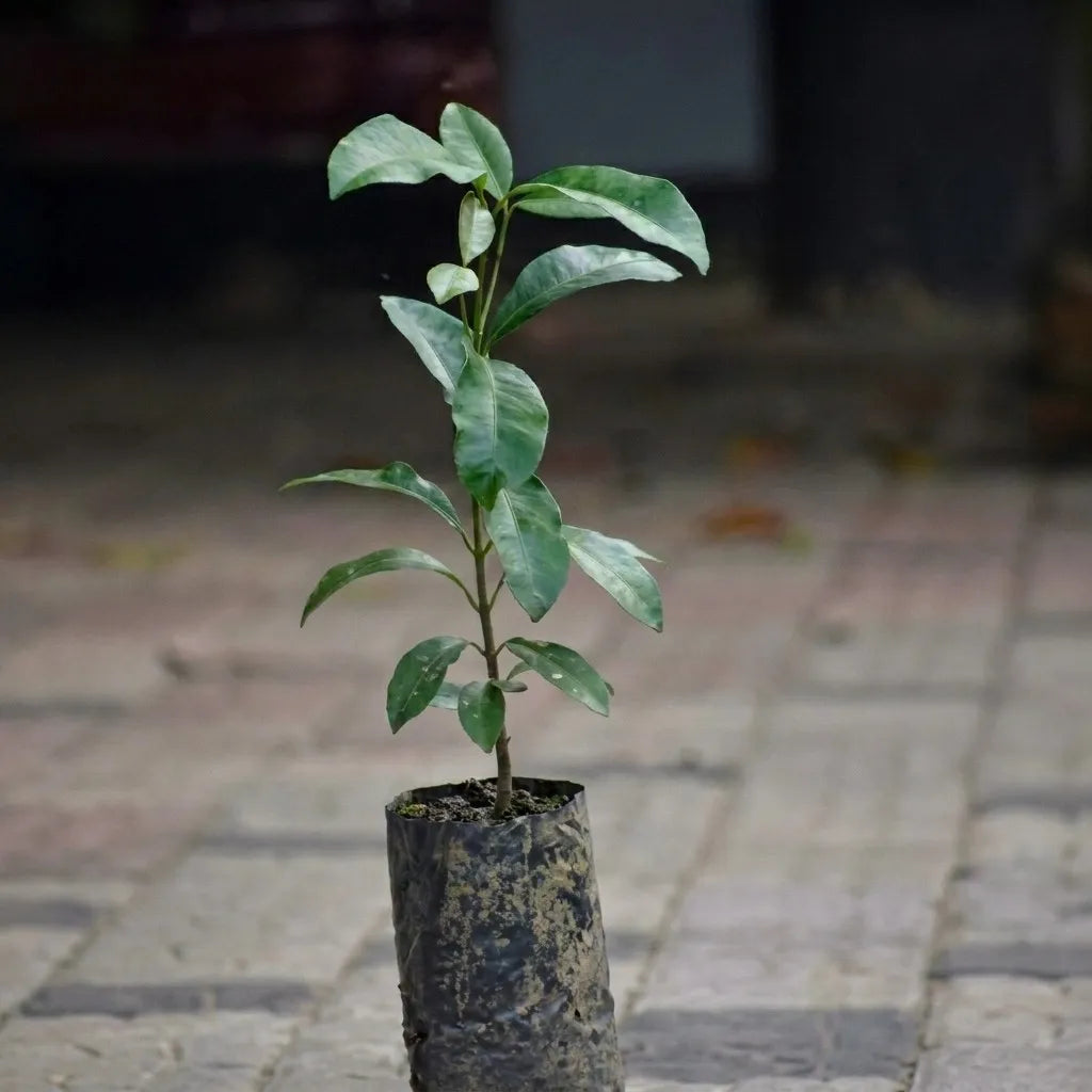 Bacupari seedling live fruit plant in nursery pot with healthy green foliage | Exotic tropical fruit plant | Keraleaf