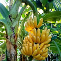 Banana (G9) tissue culture live plant in nursery pot with healthy green foliage | Grand Naine banana plant | Keraleaf