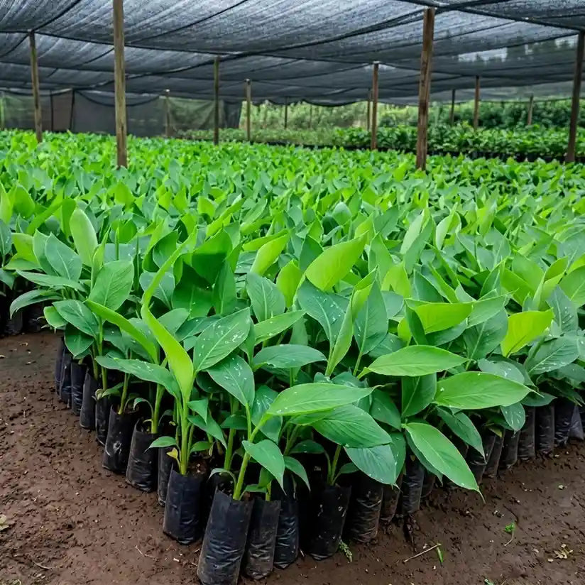 Banana (G9) tissue culture live plant in nursery pot with healthy green foliage | Grand Naine banana plant | Keraleaf