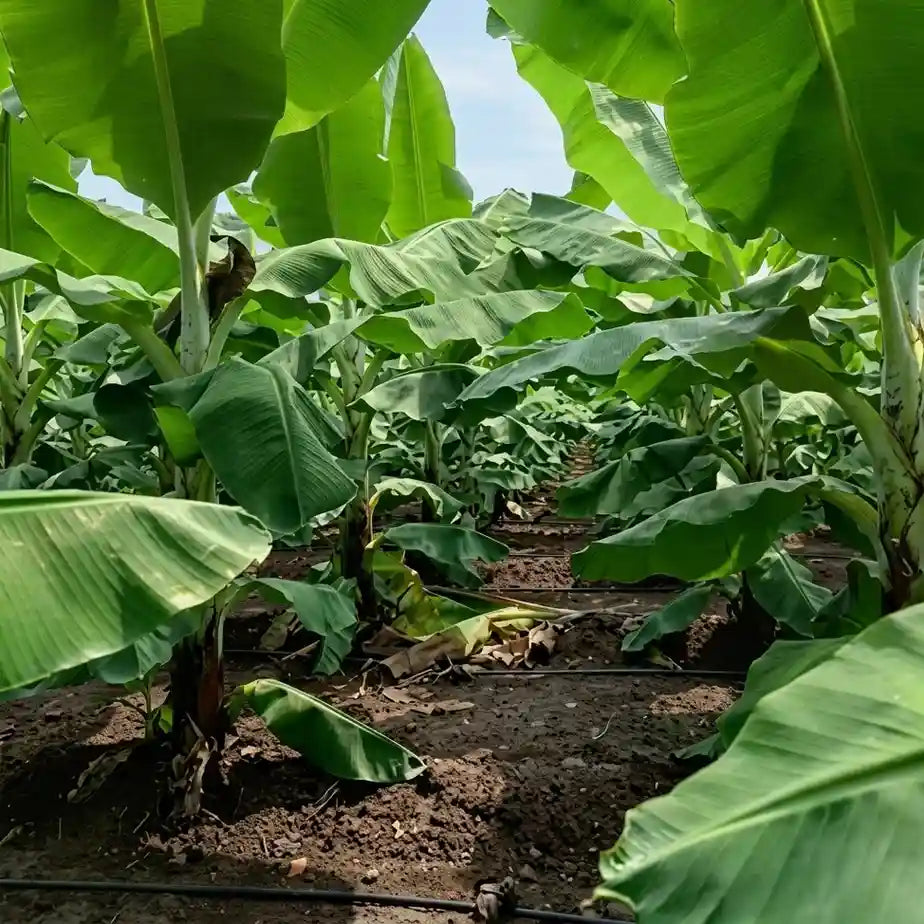 Banana (G9) tissue culture live plant in nursery pot with healthy green foliage | Grand Naine banana plant | Keraleaf