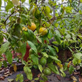 Araza Boi seedling live fruit plant in nursery pot with healthy green foliage | Exotic tropical fruit plant | Keraleaf