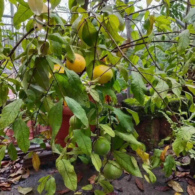 Araza Boi seedling live fruit plant in nursery pot with healthy green foliage | Exotic tropical fruit plant | Keraleaf