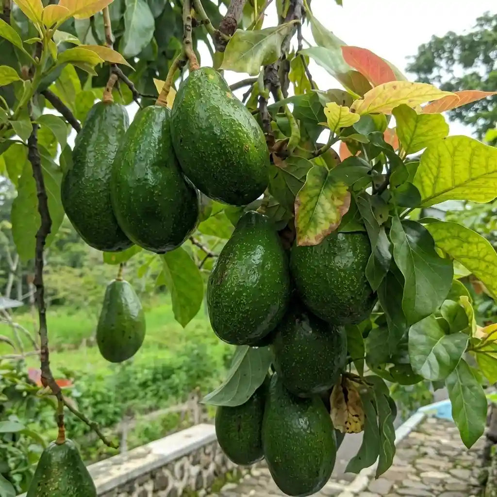 Avocado / Butter Fruit (Wayanad) grafted live fruit plant in nursery pot with healthy green foliage | Exotic tropical fruit plant | Keraleaf