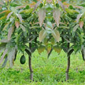 Avocado / Butter Fruit (Wayanad) grafted live fruit plant in nursery pot with healthy green foliage | Exotic tropical fruit plant | Keraleaf
