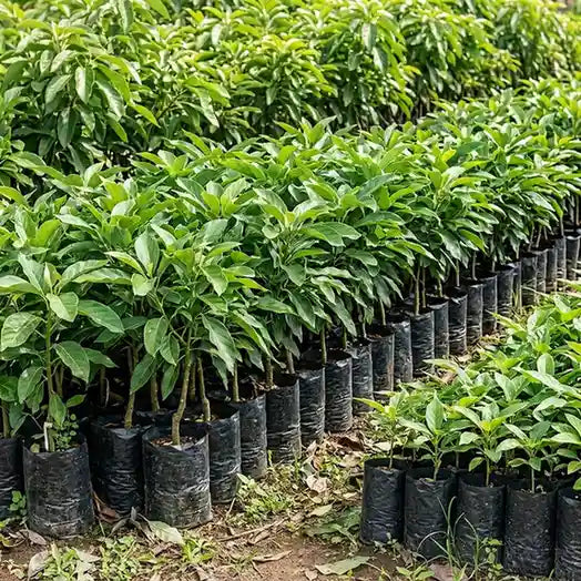 Avocado / Butter Fruit (Wayanad) grafted live fruit plant in nursery pot with healthy green foliage | Exotic tropical fruit plant | Keraleaf