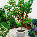 Apricot seedling live fruit plant in nursery pot with healthy green foliage | Exotic tropical fruit plant | Keraleaf