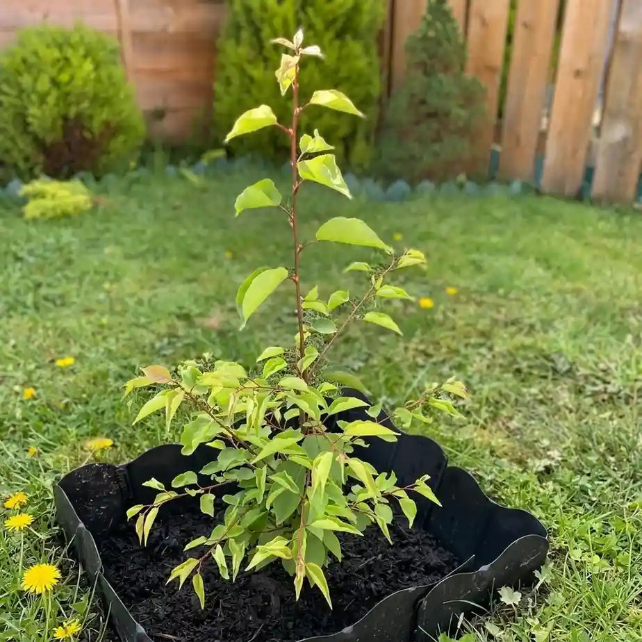 Apricot seedling live fruit plant in nursery pot with healthy green foliage | Exotic tropical fruit plant | Keraleaf