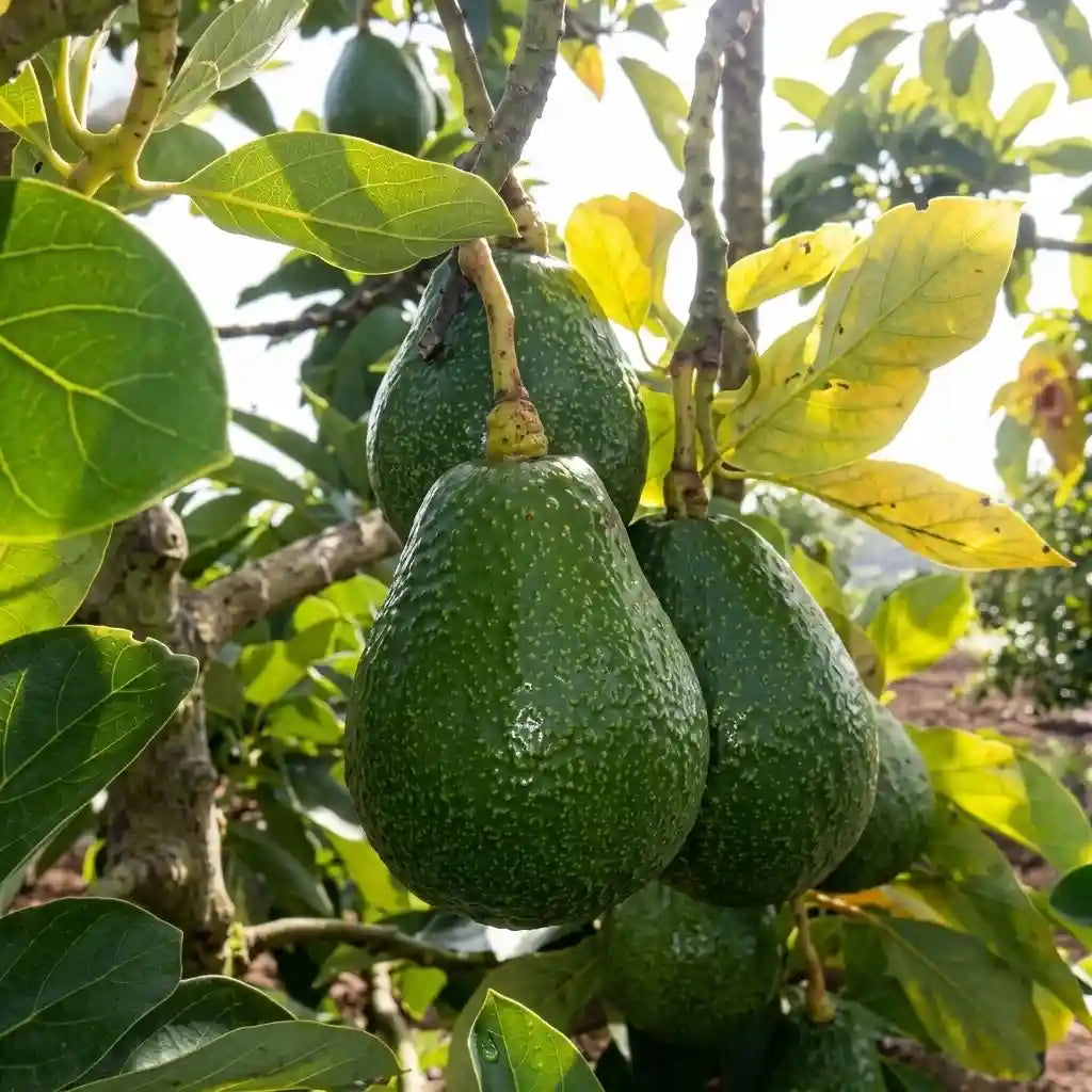Avocado / Butter Fruit (Pinkerton) grafted live fruit plant in nursery pot with healthy green foliage | Exotic tropical fruit plant | Keraleaf