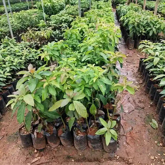 Avocado / Butter Fruit (Pinkerton) grafted live fruit plant in nursery pot with healthy green foliage | Exotic tropical fruit plant | Keraleaf