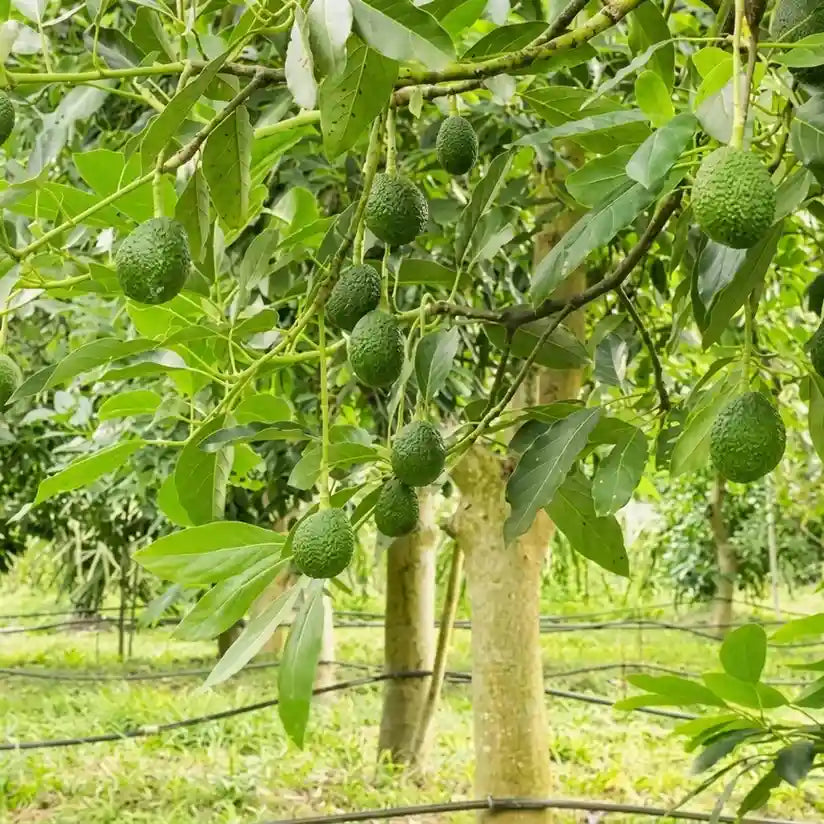Avocado / Butter Fruit (Pinkerton) grafted live fruit plant in nursery pot with healthy green foliage | Exotic tropical fruit plant | Keraleaf