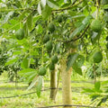 Avocado / Butter Fruit (Pinkerton) grafted live fruit plant in nursery pot with healthy green foliage | Exotic tropical fruit plant | Keraleaf