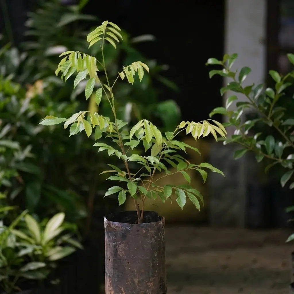 Alupag budded live fruit plant in nursery pot with healthy green foliage | Exotic tropical fruit plant | Keraleaf