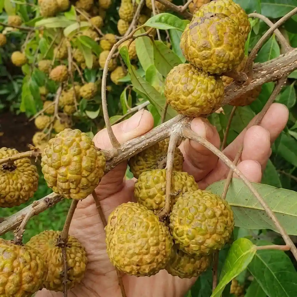 Alupag budded live fruit plant in nursery pot with healthy green foliage | Exotic tropical fruit plant | Keraleaf