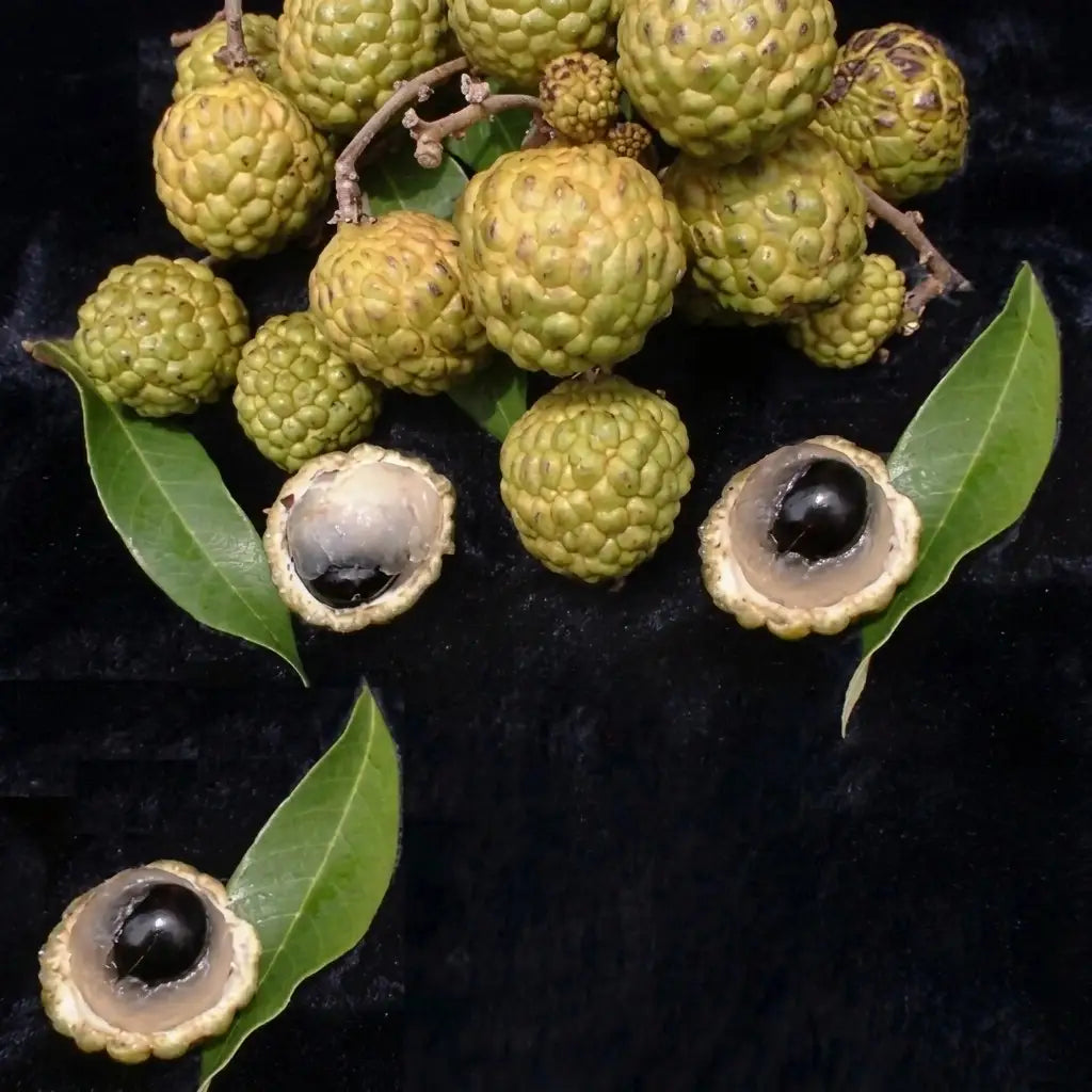 Alupag budded live fruit plant in nursery pot with healthy green foliage | Exotic tropical fruit plant | Keraleaf