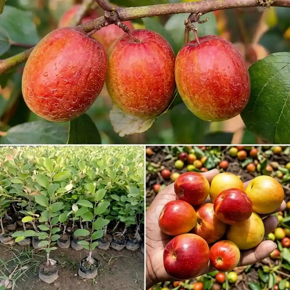 Jujube / Ber Apple (Red, Graft) Fruit Plant | Elantapazham