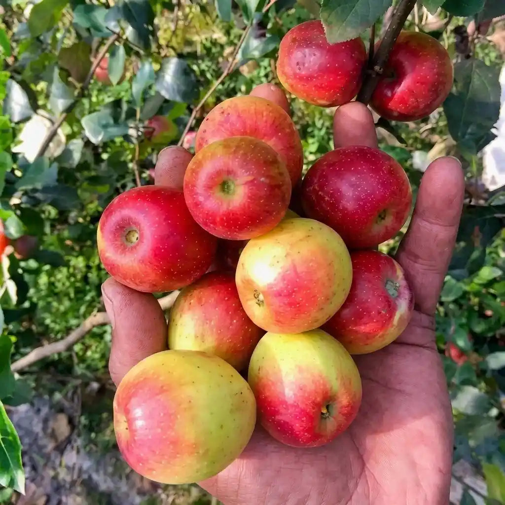 Jujube / Ber Apple (Red, Graft) Fruit Plant | Elantapazham