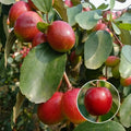 Jujube / Ber Apple (Red, Graft) Fruit Plant | Elantapazham