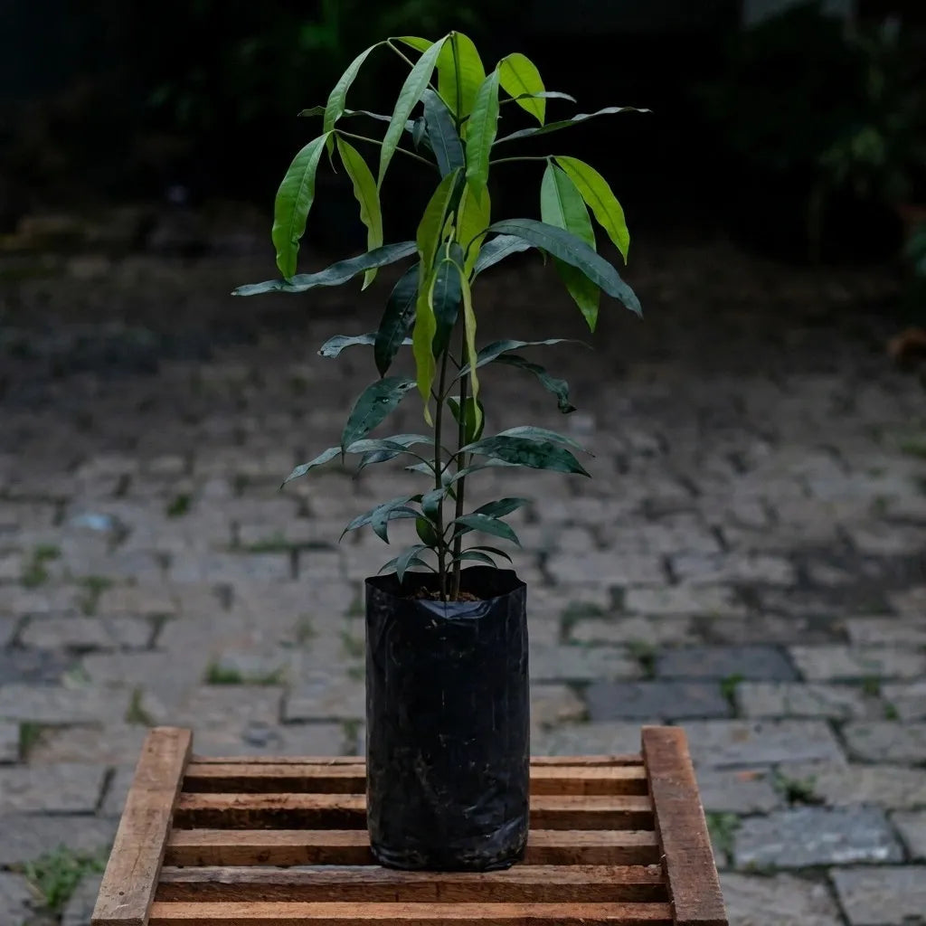 Achachairu seedling live fruit plant in nursery pot with healthy green foliage | Exotic tropical fruit plant | Keraleaf
