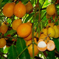 Achachairu seedling live fruit plant in nursery pot with healthy green foliage | Exotic tropical fruit plant | Keraleaf