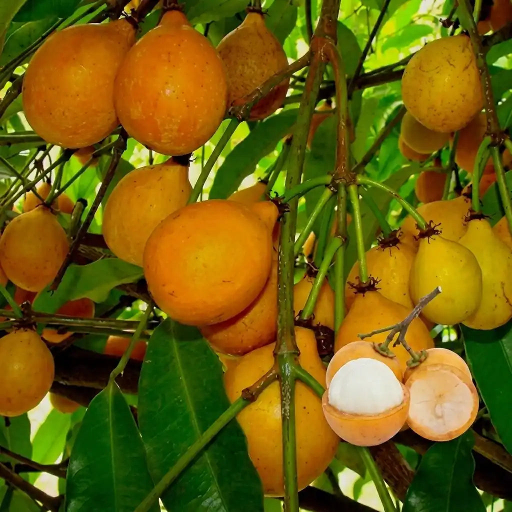 Achachairu seedling live fruit plant in nursery pot with healthy green foliage | Exotic tropical fruit plant | Keraleaf