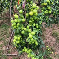 Jujube / Ber Apple (Green, Graft) Fruit Plant | Elantapazham