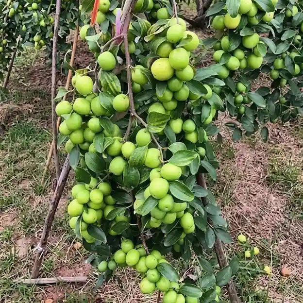 Jujube / Ber Apple (Green, Graft) Fruit Plant | Elantapazham