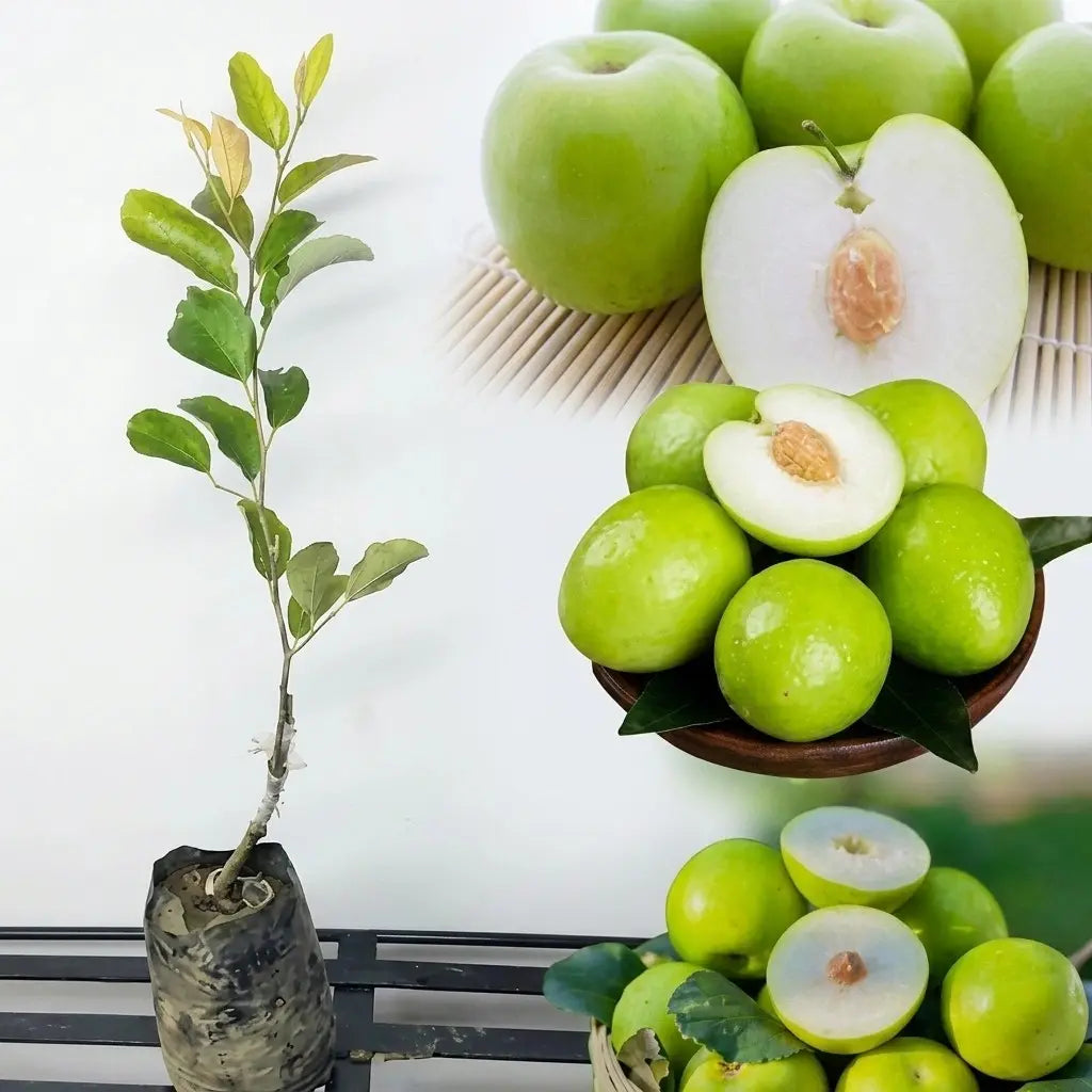 Jujube / Ber Apple (Green, Graft) Fruit Plant | Elantapazham
