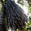 Acai Berry (Seedling) Fruit Plant